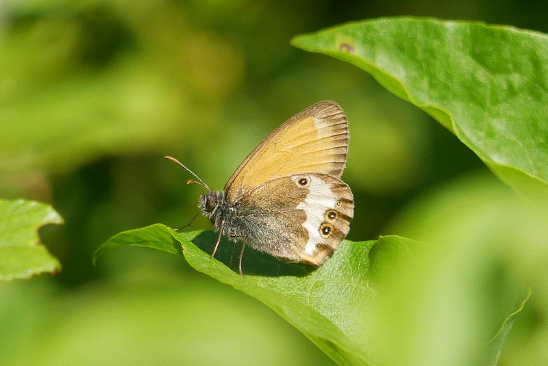 Coenonympha arcania strana